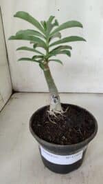 ENXERTO 11901 – 20cm (cor LM 08) - Imagem 2