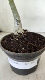 ENXERTO 11901 – 20cm (cor LM 08) - Imagem 3