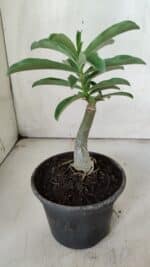 ENXERTO 11901 – 20cm (cor LM 08) - Imagem 4