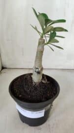 ENXERTO 11902 – 20cm (cor LM 994) - Imagem 2