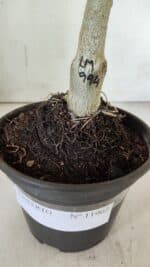 ENXERTO 11902 – 20cm (cor LM 994) - Imagem 3