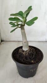 ENXERTO 11902 – 20cm (cor LM 994) - Imagem 4