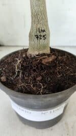 ENXERTO 11903 – 20cm (cor LM 725) - Imagem 4