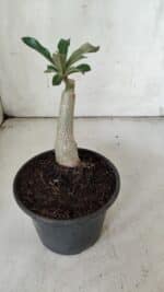 ENXERTO 11903 – 20cm (cor LM 725) - Imagem 3