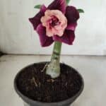 ENXERTO 11904 – 20cm (cor LM 999)