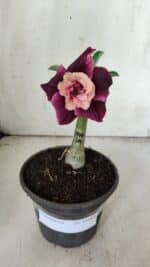 ENXERTO 11904 – 20cm (cor LM 999)