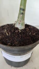 ENXERTO 11904 – 20cm (cor LM 999) - Imagem 7