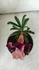 ENXERTO 11904 – 20cm (cor LM 999) - Imagem 4