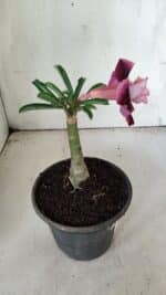 ENXERTO 11904 – 20cm (cor LM 999) - Imagem 5