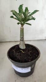 ENXERTO 11905 – 20cm (cor LM 582) - Imagem 2