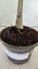 ENXERTO 11905 – 20cm (cor LM 582) - Imagem 4