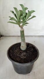 ENXERTO 11905 – 20cm (cor LM 582) - Imagem 3