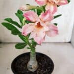 ENXERTO 11906 – 20cm (cor LM 728)