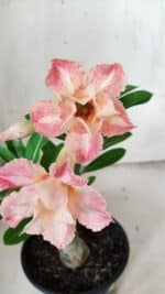 ENXERTO 11906 – 20cm (cor LM 728) - Imagem 3