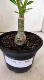 ENXERTO 11906 – 20cm (cor LM 728) - Imagem 6