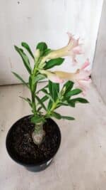 ENXERTO 11906 – 20cm (cor LM 728) - Imagem 4