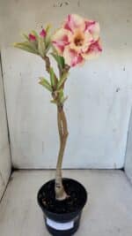 ENXERTO 11907 – 30cm (cor LM 400) - Imagem 2