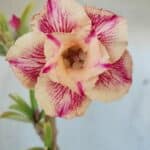 ENXERTO 11907 – 30cm (cor LM 400)