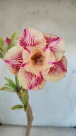 ENXERTO 11907 – 30cm (cor LM 400)