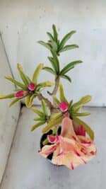 ENXERTO 11907 – 30cm (cor LM 400) - Imagem 4