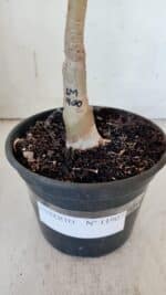 ENXERTO 11907 – 30cm (cor LM 400) - Imagem 7