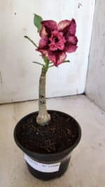 ENXERTO 11908 – 20cm (cor LM 362) - Imagem 2