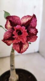 ENXERTO 11908 – 20cm (cor LM 362)