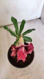 ENXERTO 11908 – 20cm (cor LM 362) - Imagem 4