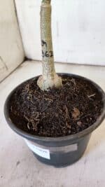 ENXERTO 11908 – 20cm (cor LM 362) - Imagem 6