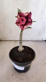 ENXERTO 11908 – 20cm (cor LM 362) - Imagem 5