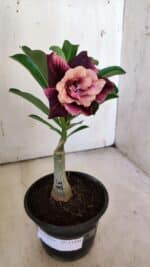 ENXERTO 11909 – 20cm (cor LM 999)