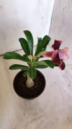 ENXERTO 11909 – 20cm (cor LM 999) - Imagem 4