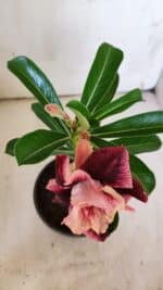 ENXERTO 11909 – 20cm (cor LM 999) - Imagem 3