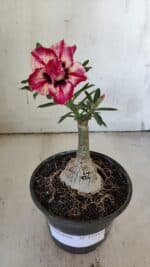 ENXERTO 11911 – 20cm (cor LM 926) - Imagem 2