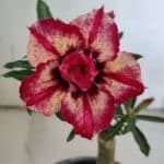 ENXERTO 11911 – 20cm (cor LM 926)