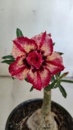 ENXERTO 11911 – 20cm (cor LM 926)