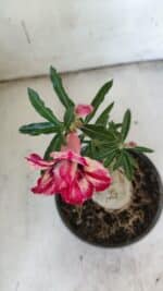 ENXERTO 11911 – 20cm (cor LM 926) - Imagem 4