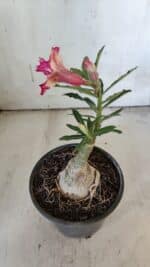 ENXERTO 11911 – 20cm (cor LM 926) - Imagem 6