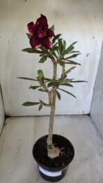 ENXERTO 11912 – 30cm (cor LM 710) - Imagem 2