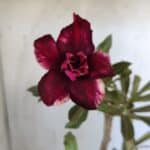 ENXERTO 11912 – 30cm (cor LM 710)