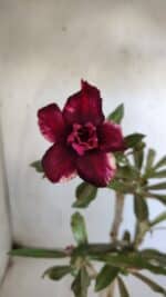 ENXERTO 11912 – 30cm (cor LM 710)