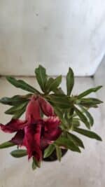 ENXERTO 11912 – 30cm (cor LM 710) - Imagem 4