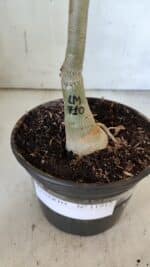 ENXERTO 11912 – 30cm (cor LM 710) - Imagem 7