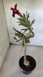 ENXERTO 11912 – 30cm (cor LM 710) - Imagem 6