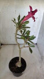 ENXERTO 11912 – 30cm (cor LM 710) - Imagem 5