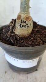 ENXERTO 11913 – 20cm (cor LM 1007) - Imagem 5