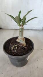 ENXERTO 11913 – 20cm (cor LM 1007) - Imagem 4