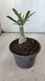 ENXERTO 11913 – 20cm (cor LM 1007) - Imagem 3