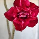 ENXERTO 11914 – 30cm (cor LM 526)