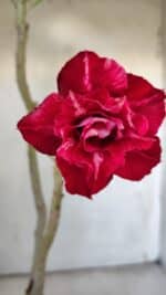 ENXERTO 11914 – 30cm (cor LM 526)